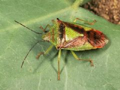 Hemiptera Heteroptera